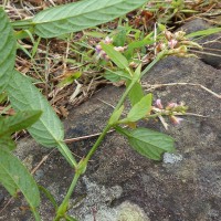 Tadehagi triquetrum (L.) H.Ohashi